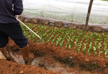 2018�q���a(b��)茶苗嫁接工作圆满完成